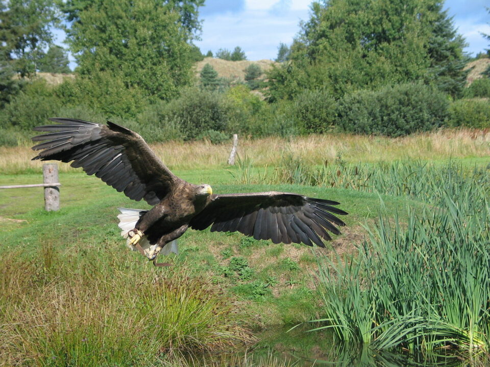 vultur imperial în zbor