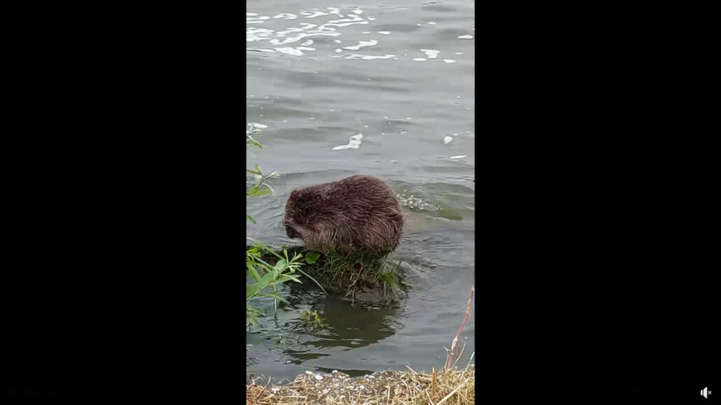 beaver having a bath in öreg tó tata