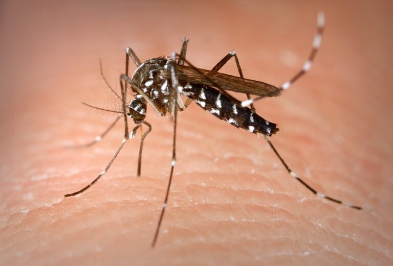 aedes albopictus asian tiger mosquito