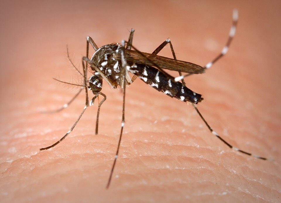 एडीज एल्बोपिक्टस एशियाई बाघ मच्छर