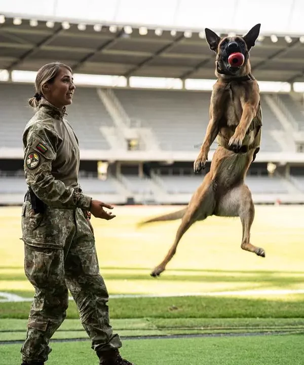 Adiestradores de perros húngaros OTAN