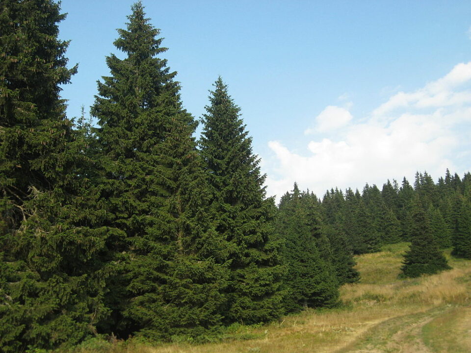 bosque de pinos