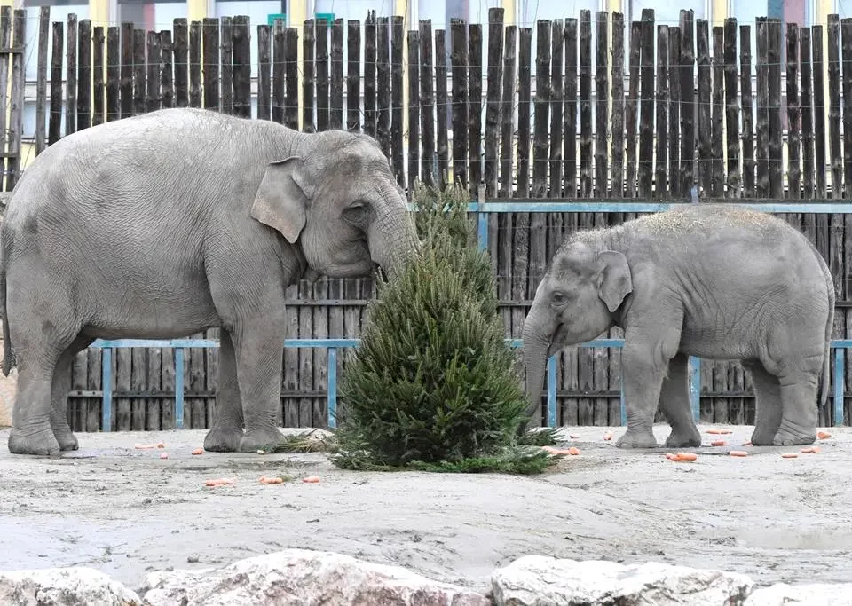 Christmas in the Budapest Zoo