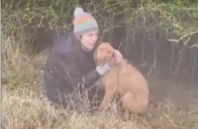 Lost Hungarian vizsla found in England with jaw-dropping new method