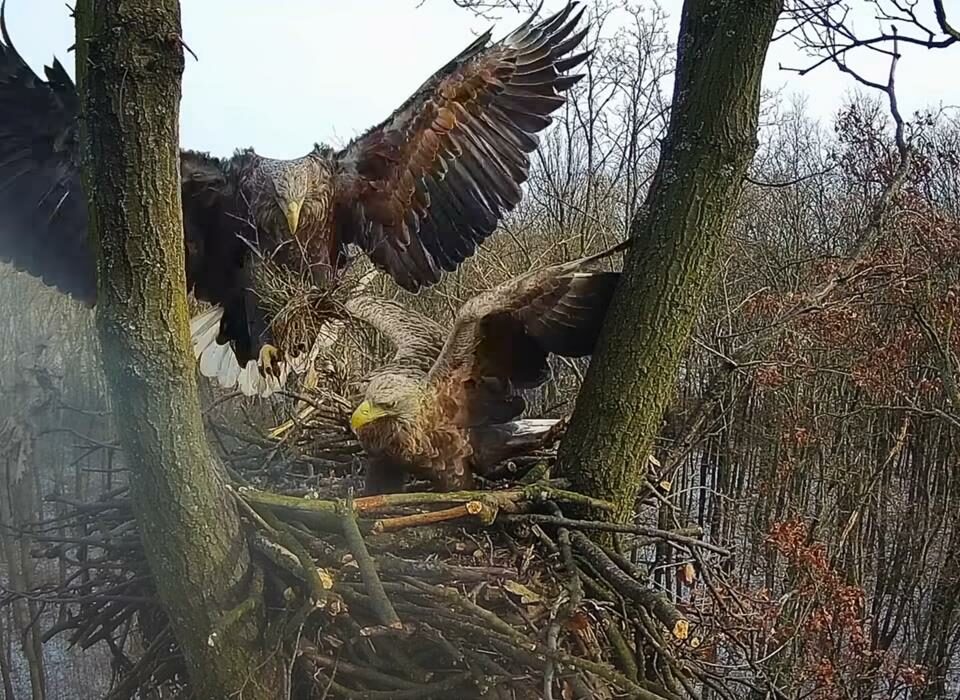 Las águilas limpian Hungría