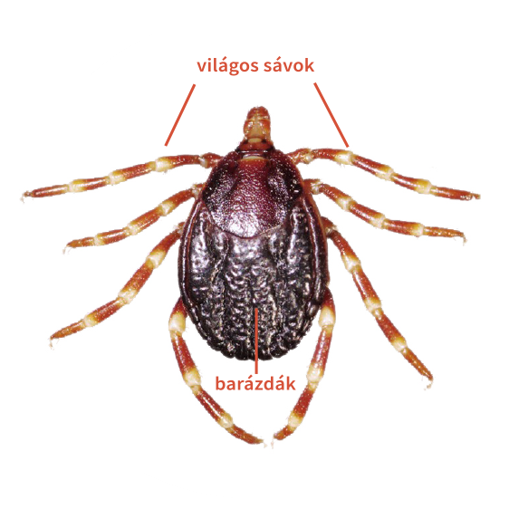 Hyalomma tick appearance