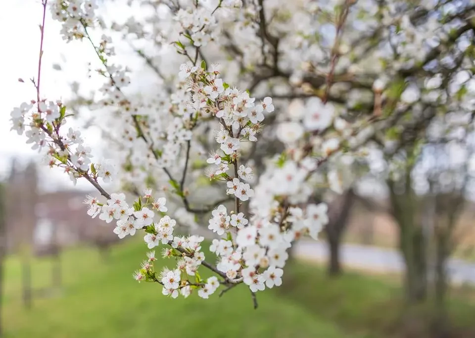 what happened spring Hungary