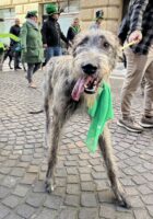 St Patrick's Day celebrations in Budapest, Hungary - 2024. Photo: Daily News Hungary