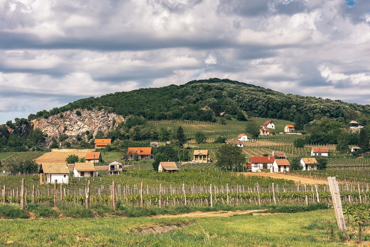 Villány vineyard wine region