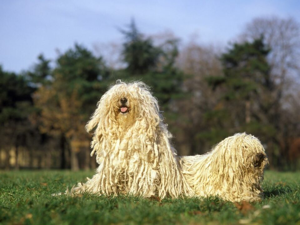 Hungarian Puli Dog, Adults standing on Grass Hungary