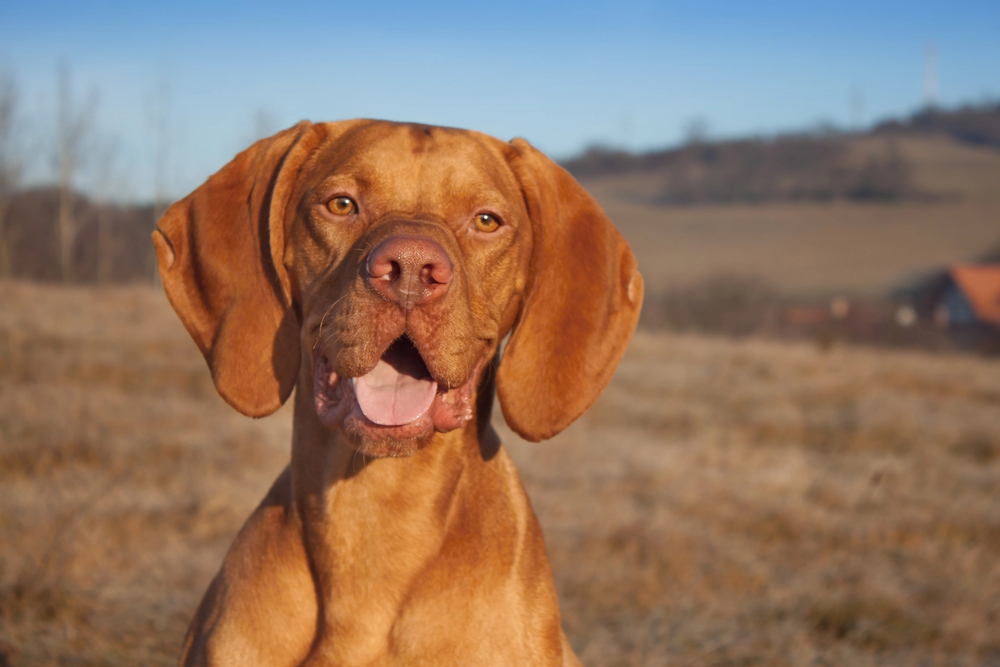 Hungarian Vizsla