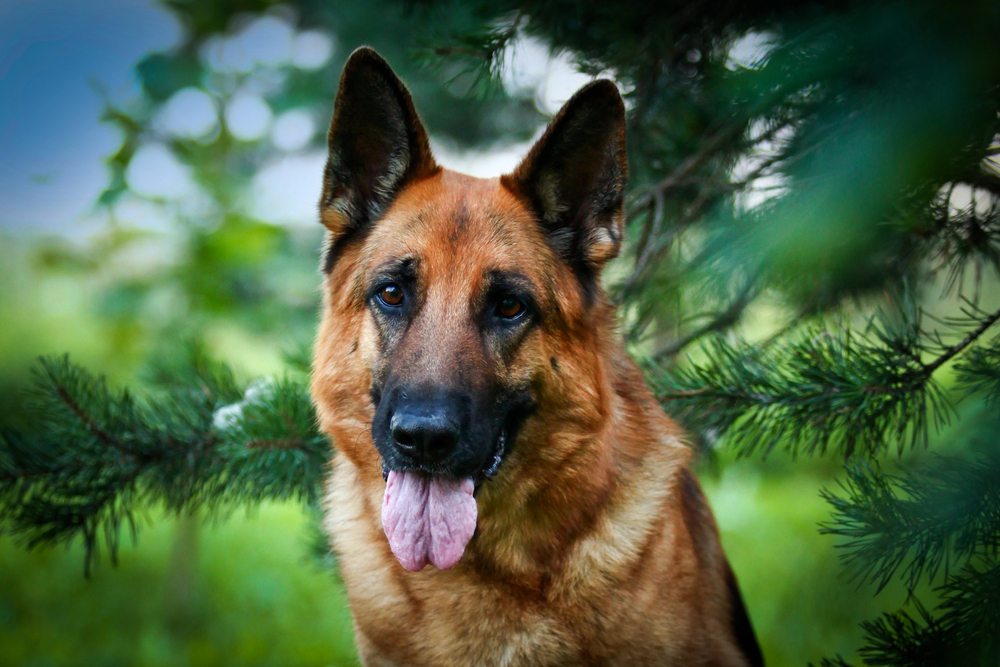 German shepherd