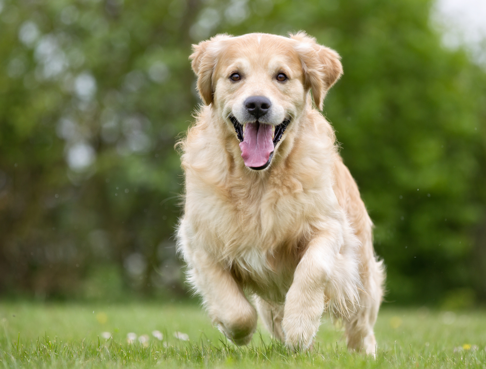 Golden Retriever