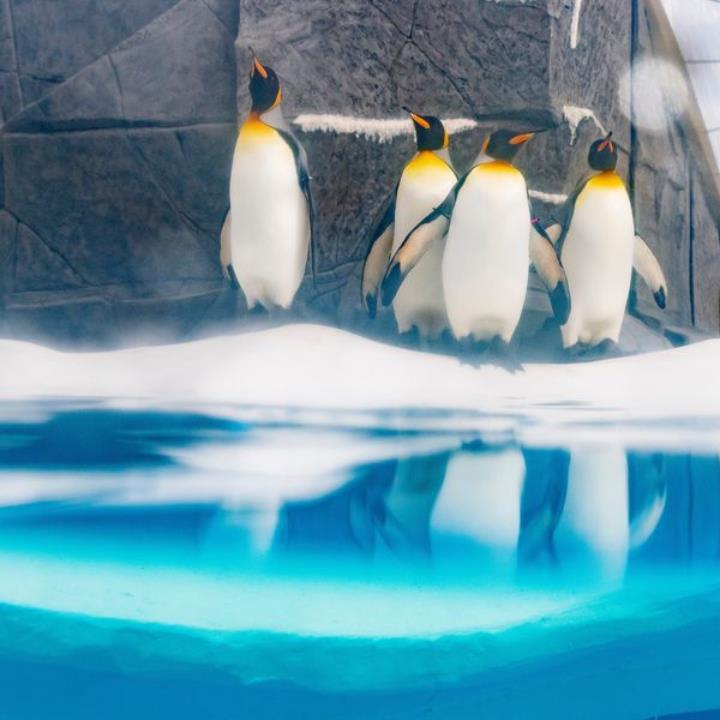 Ice World in Nyíregyháza Zoo