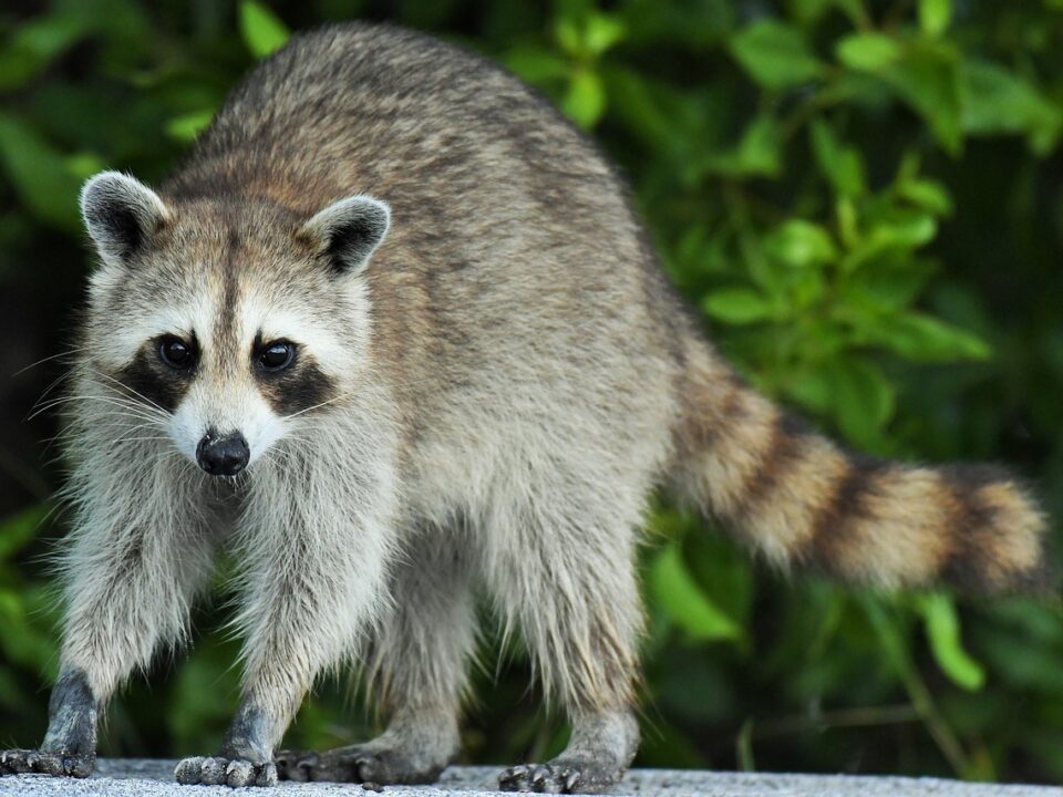 procyon-lotor raccoon animal removal services