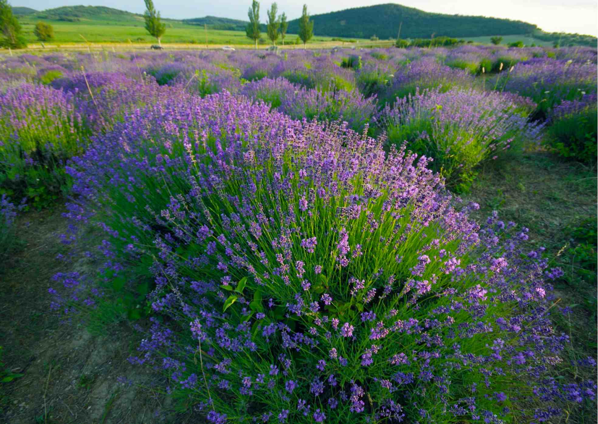 TOP 5 things to do in Hungary - Lavender Field