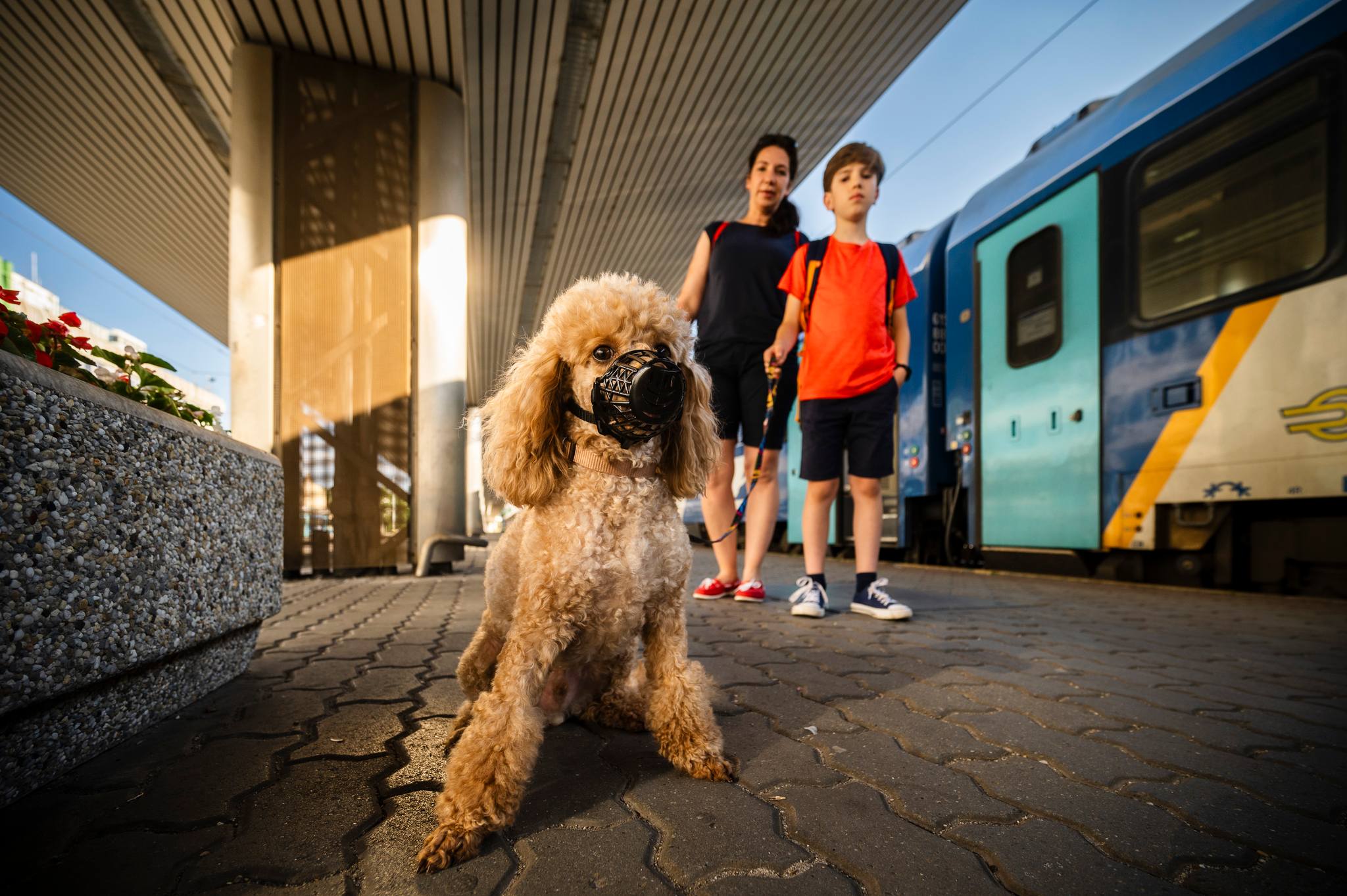 dog-friendly travel