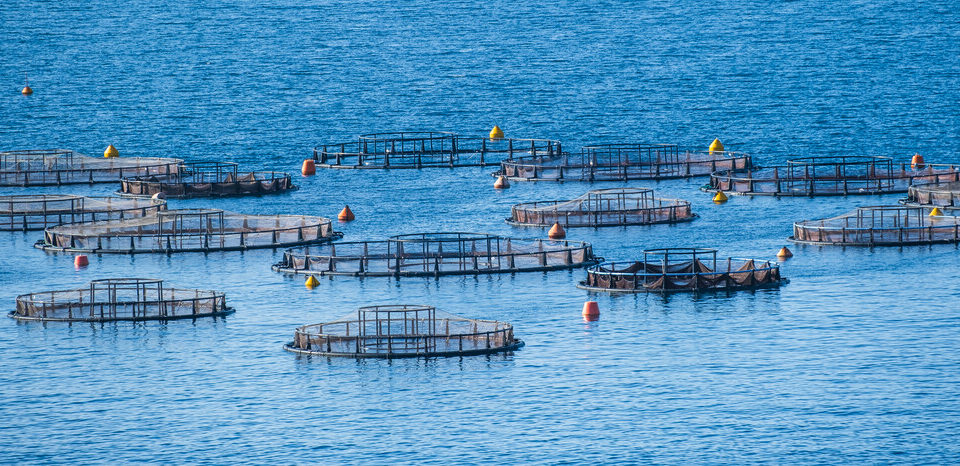 aquaculture eu presidency