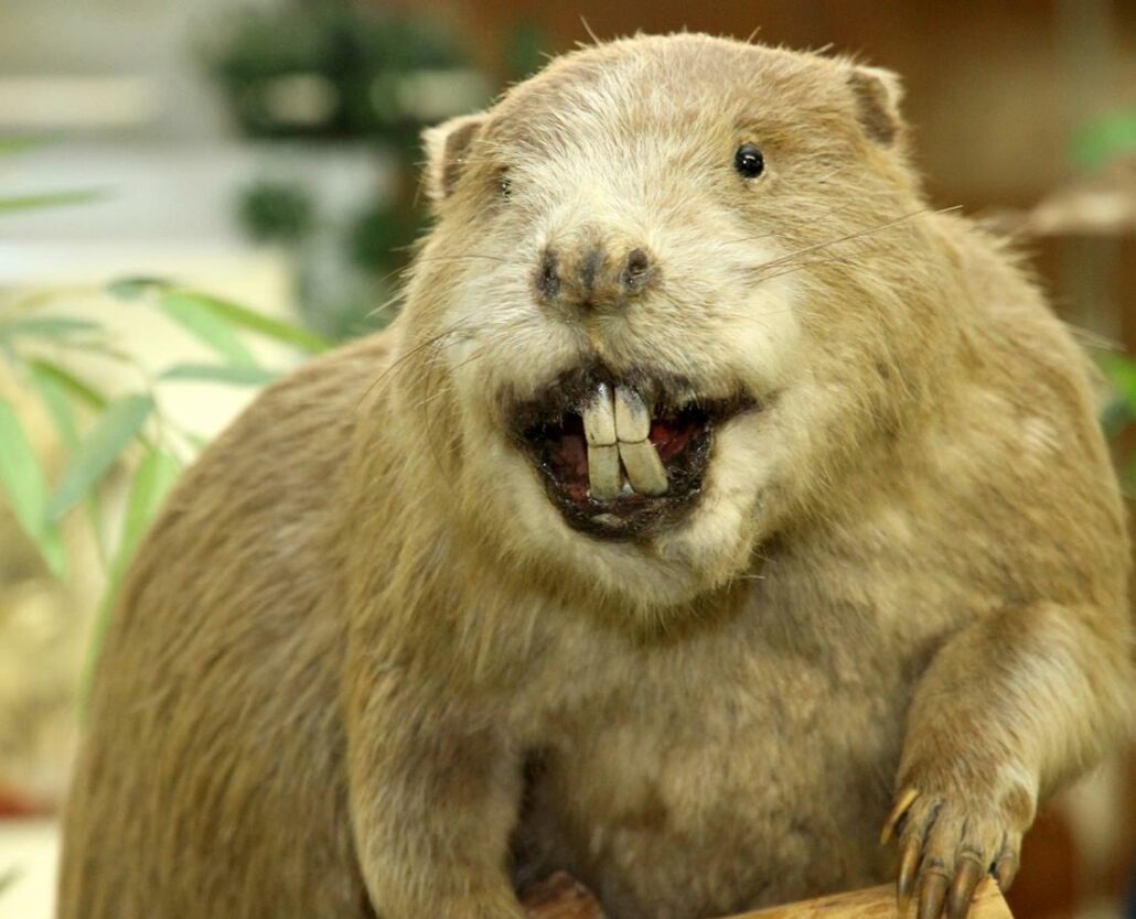 beaver