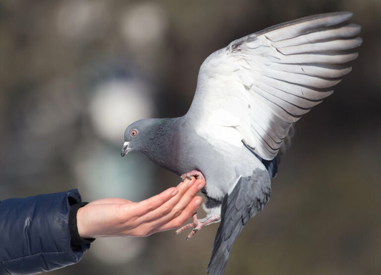 pigeon tourist scam in Budapest