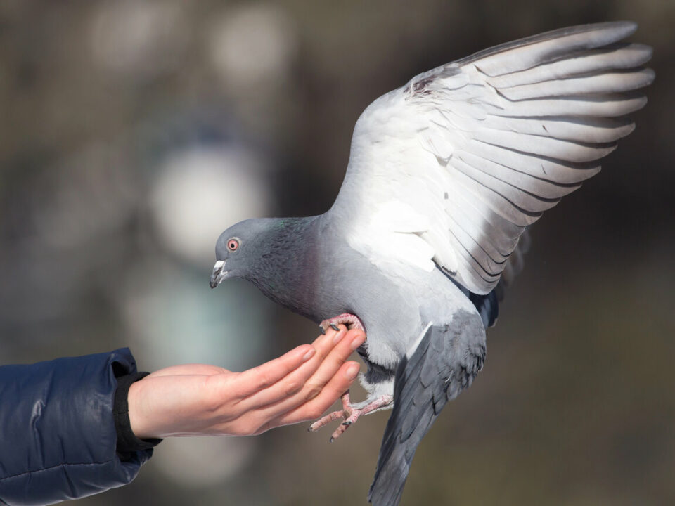 pigeon tourist scam in Budapest