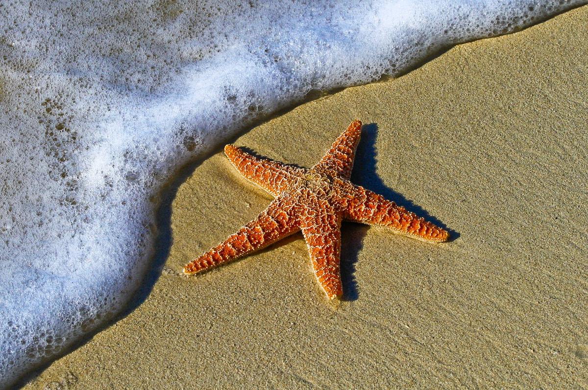 starfish sea star