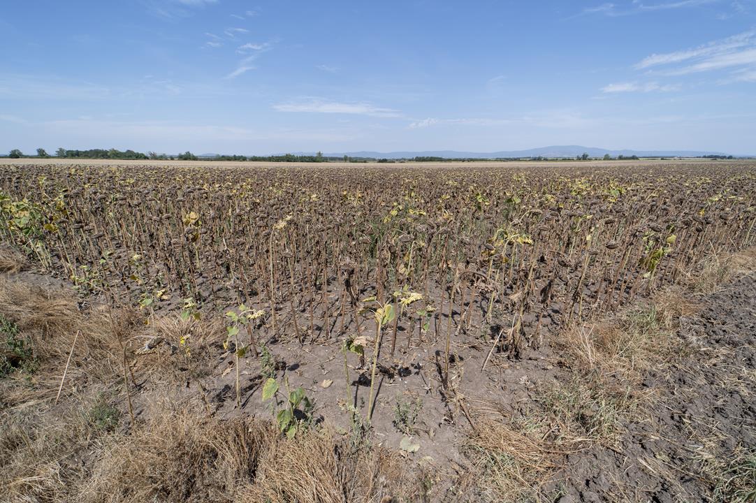 Danger of heatstroke drought in Hungary