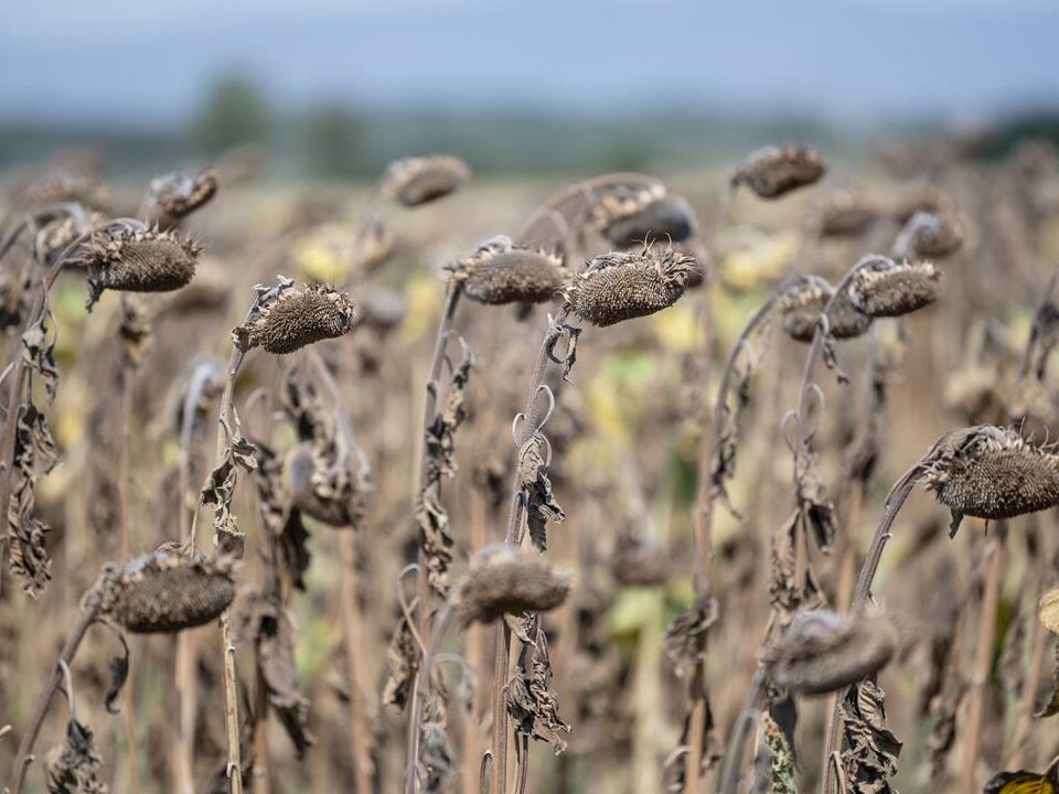 Record high temperature measured in Hungary