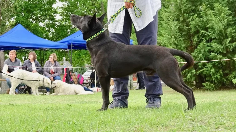 Sinka new Hungarian dog breed