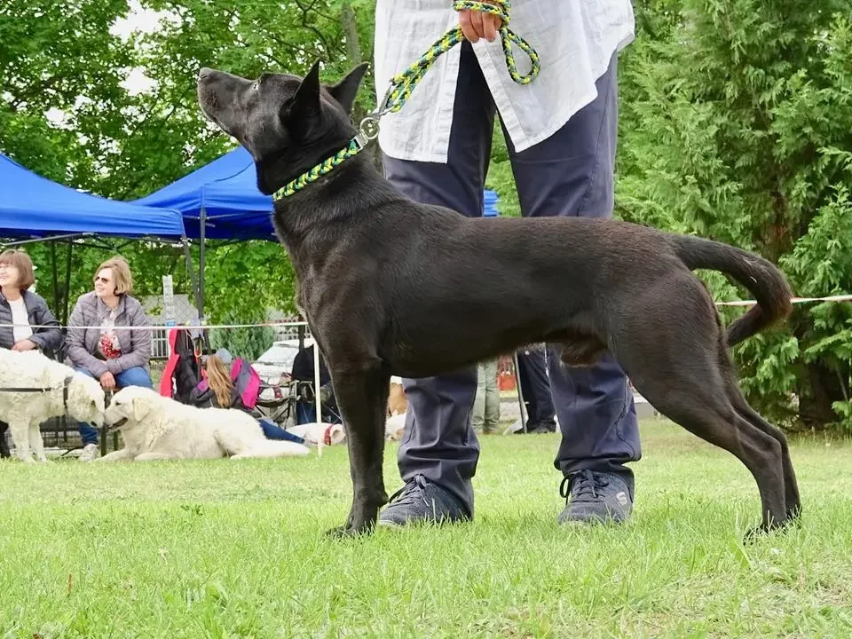 Sinka new Hungarian dog breed