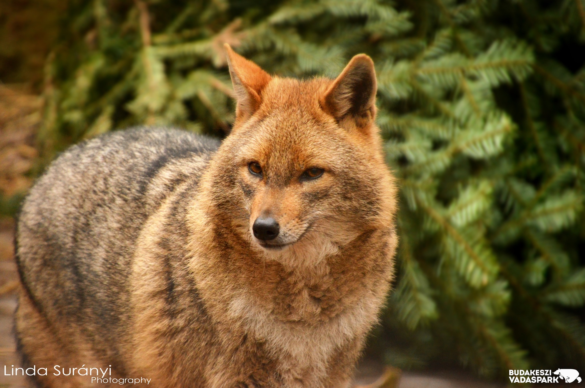 budakeszi wildlife park