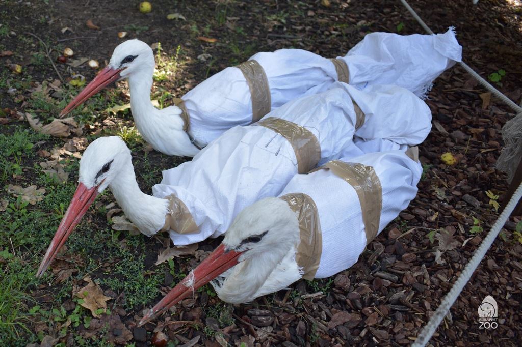 Zoo in Budapest evacuated 110 animals