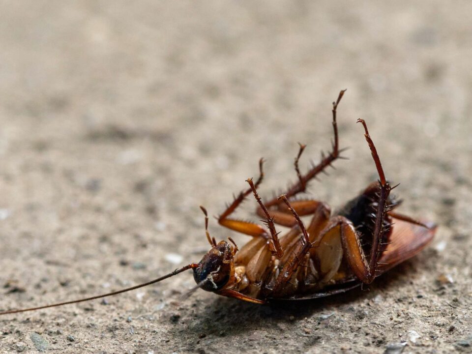 Cockroach infestation taking over Budapest