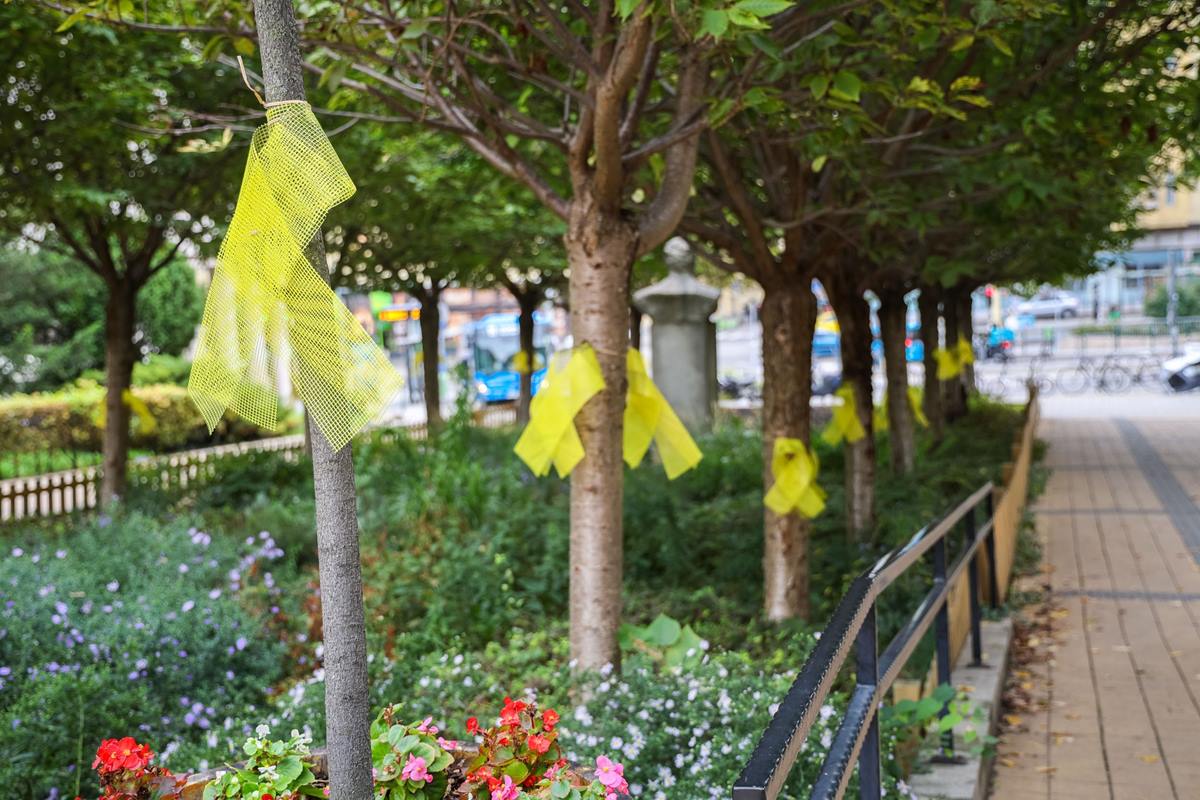 Yellow bows in several parts of Budapest October 7 Hamas terrorist attack