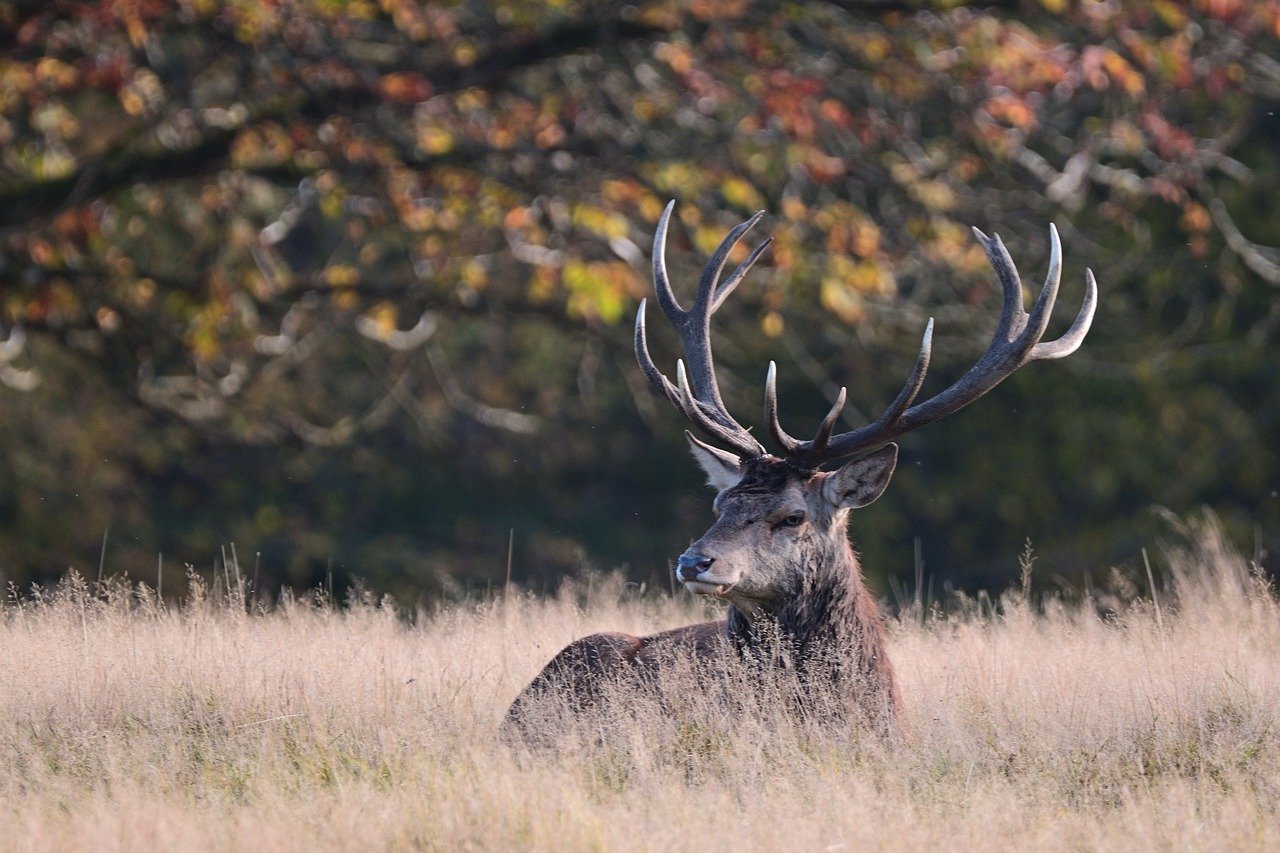 Stag Hungarian National Symbol