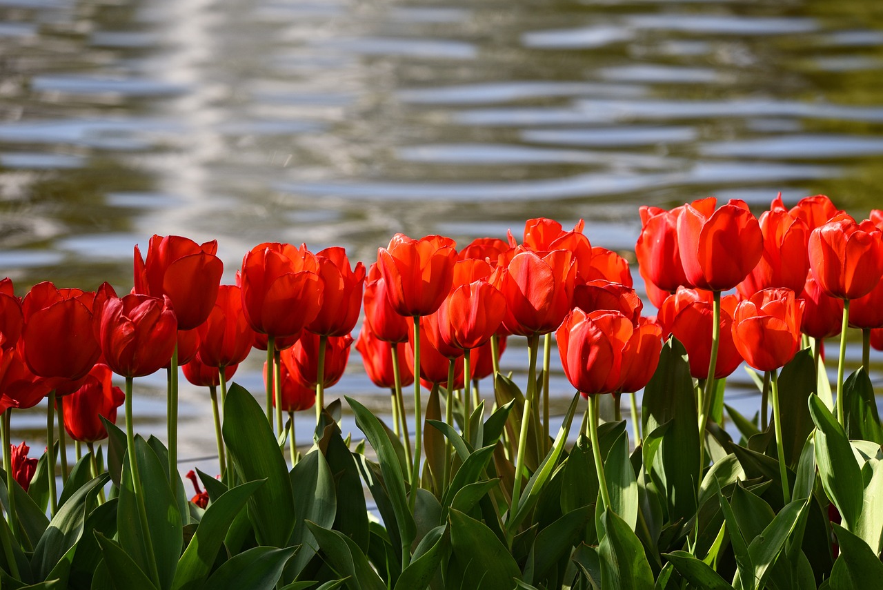 Tulip Hungarian National Symbol