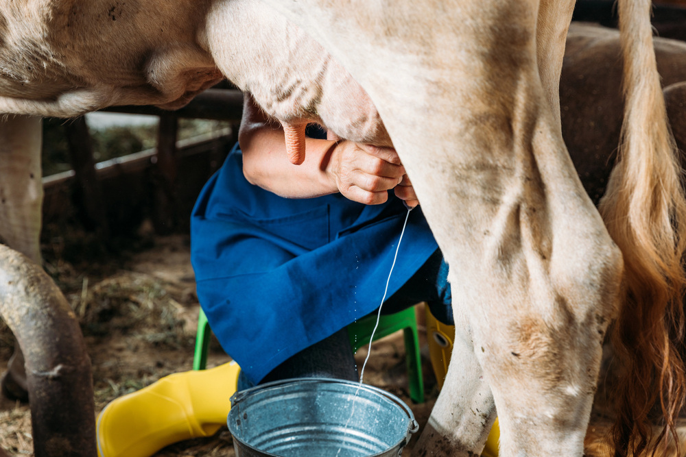 Filipino workers milking cows in small Hungarian village