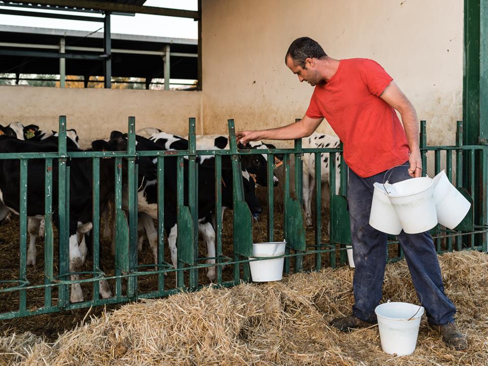 Hungary's dairy farm industry dominated by Phillipine, Indian, and Sikh guest workers