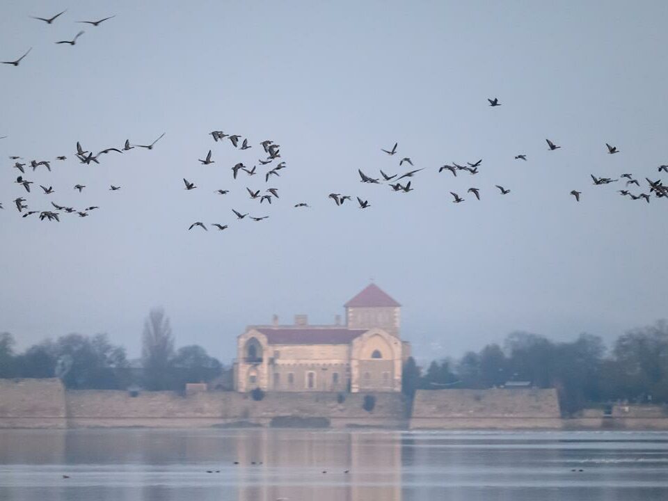 Wild geese in Tata hungary news