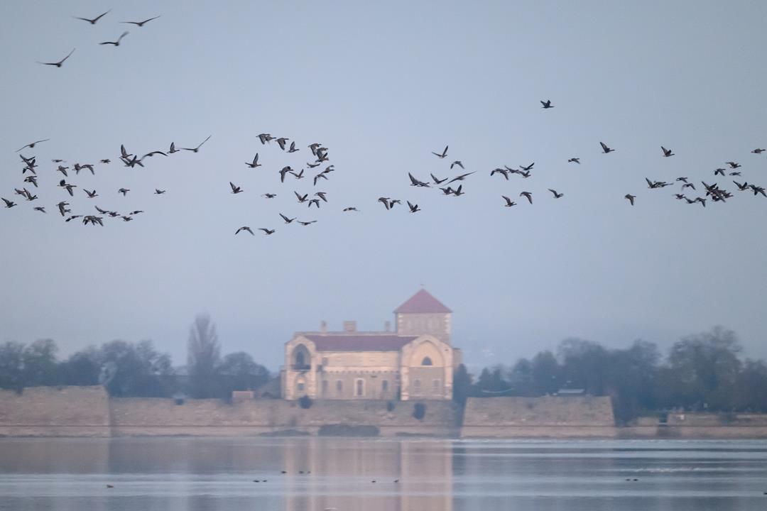 Wild geese in Tata hungary news