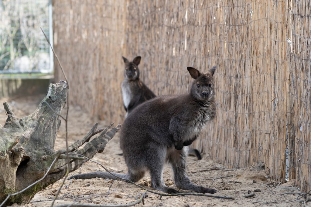 Red-necked Wallabies Arrive at Debrecen Zoo (1)
