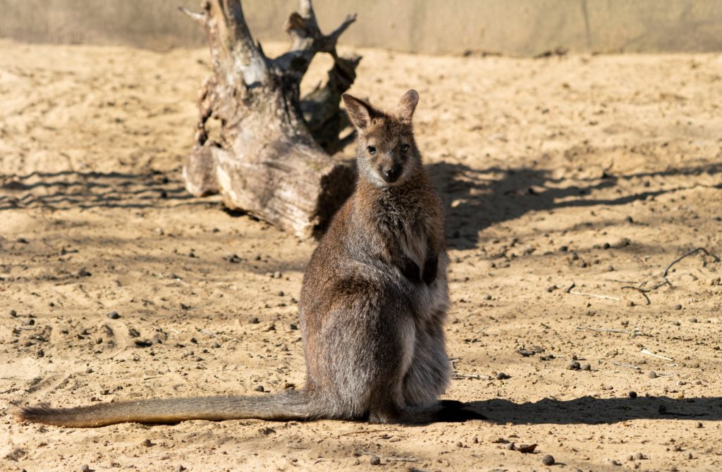 Red-necked Wallabies Arrive at Debrecen Zoo (1)