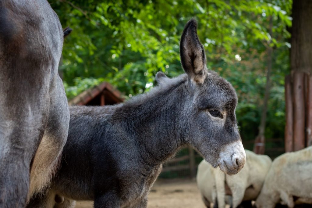 Newborn donkey at Debrecen Zoo