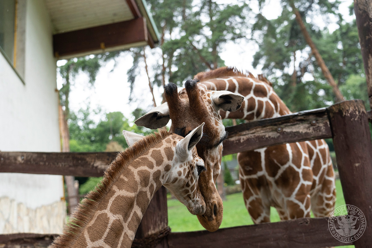 Giraffe Girl Born at Debrecen Zoo