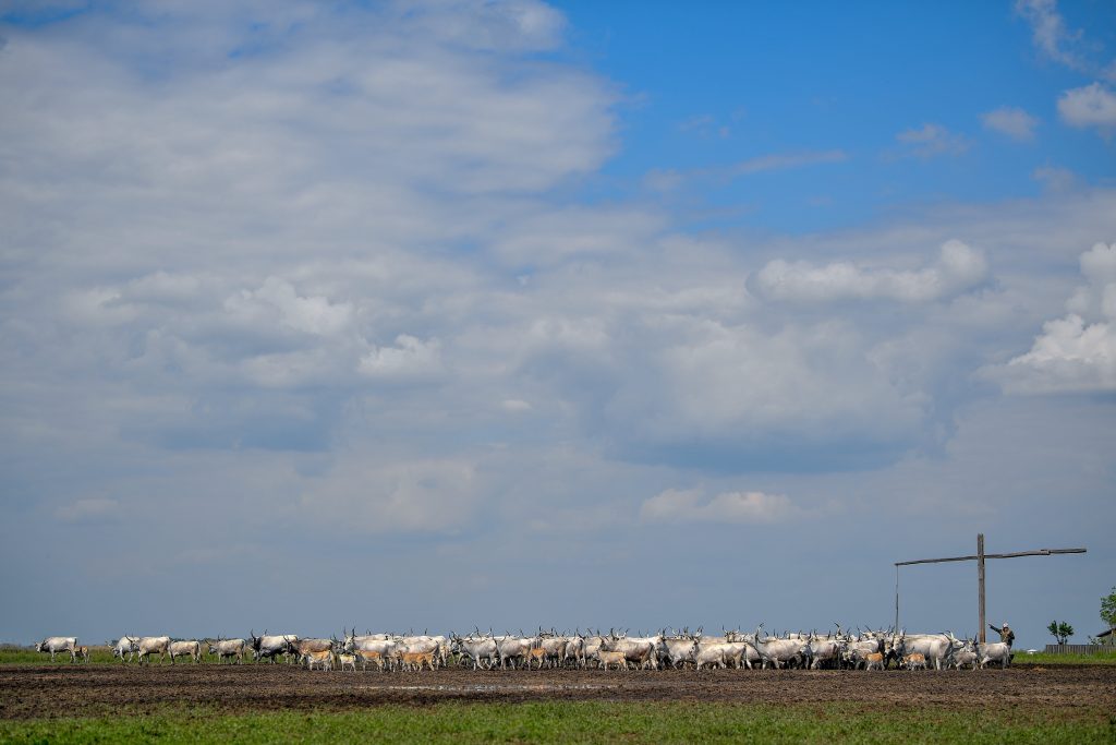 Herd of gray cattle in Hortobágy