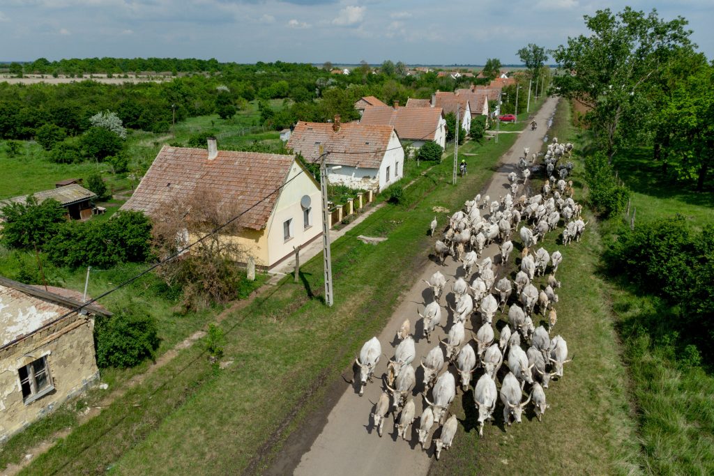 Herd of gray cattle in Hortobágy