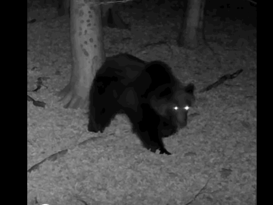 Large roaming brown bear caught by CCTV in Hungary (Copy)