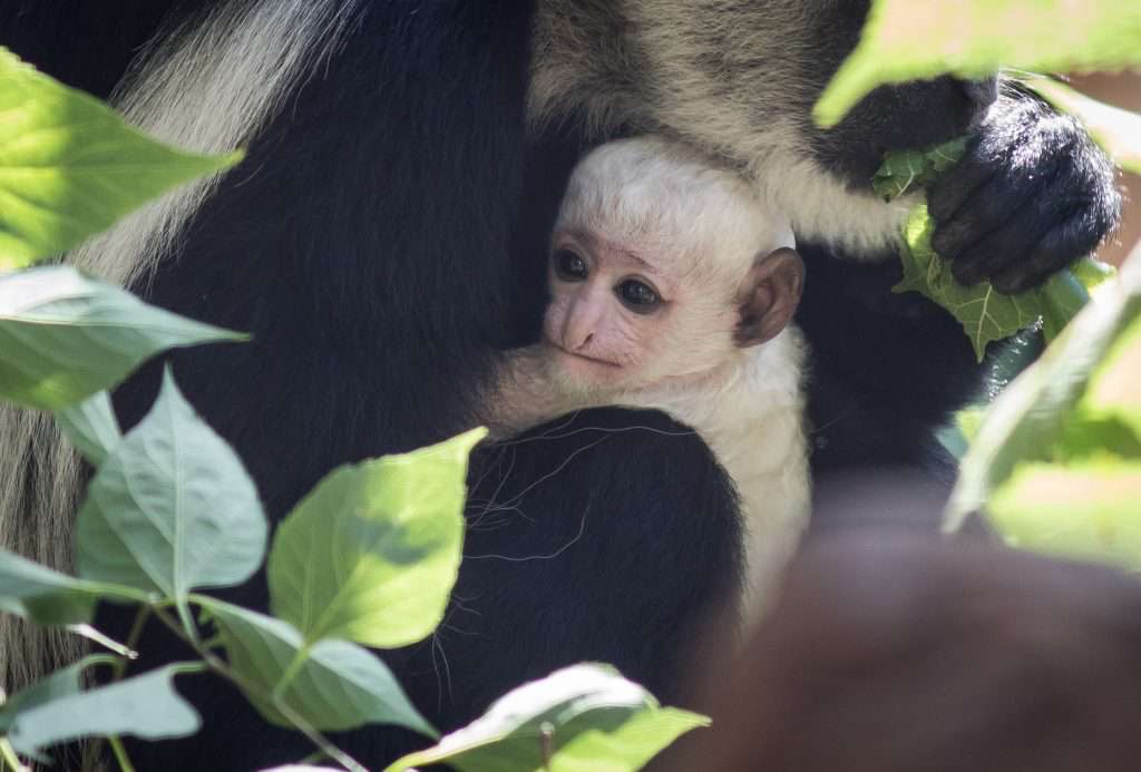 Newborn Black-and-White Colobuses at the Debrecen Zoo