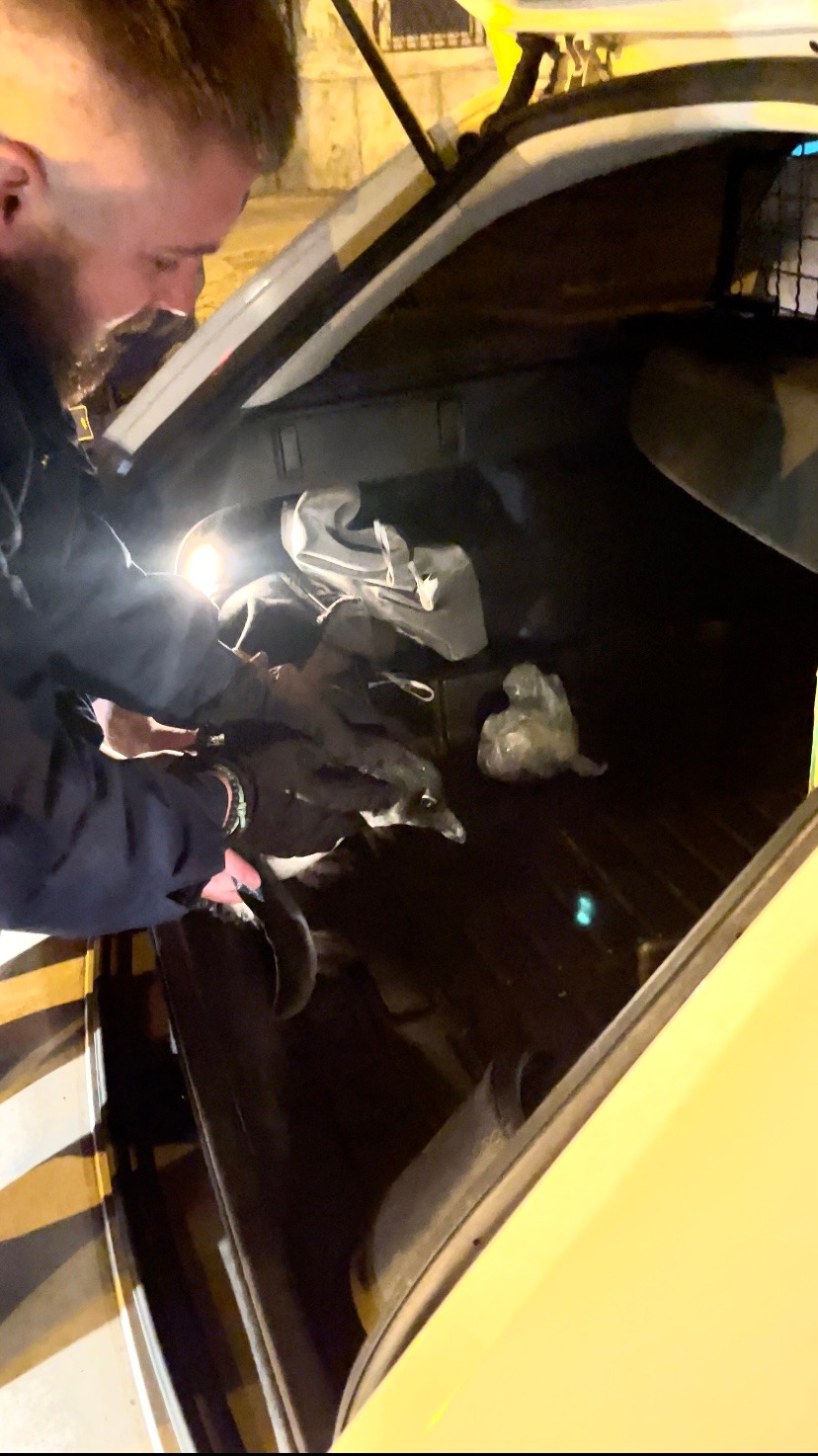 Pingouin policier Budapest