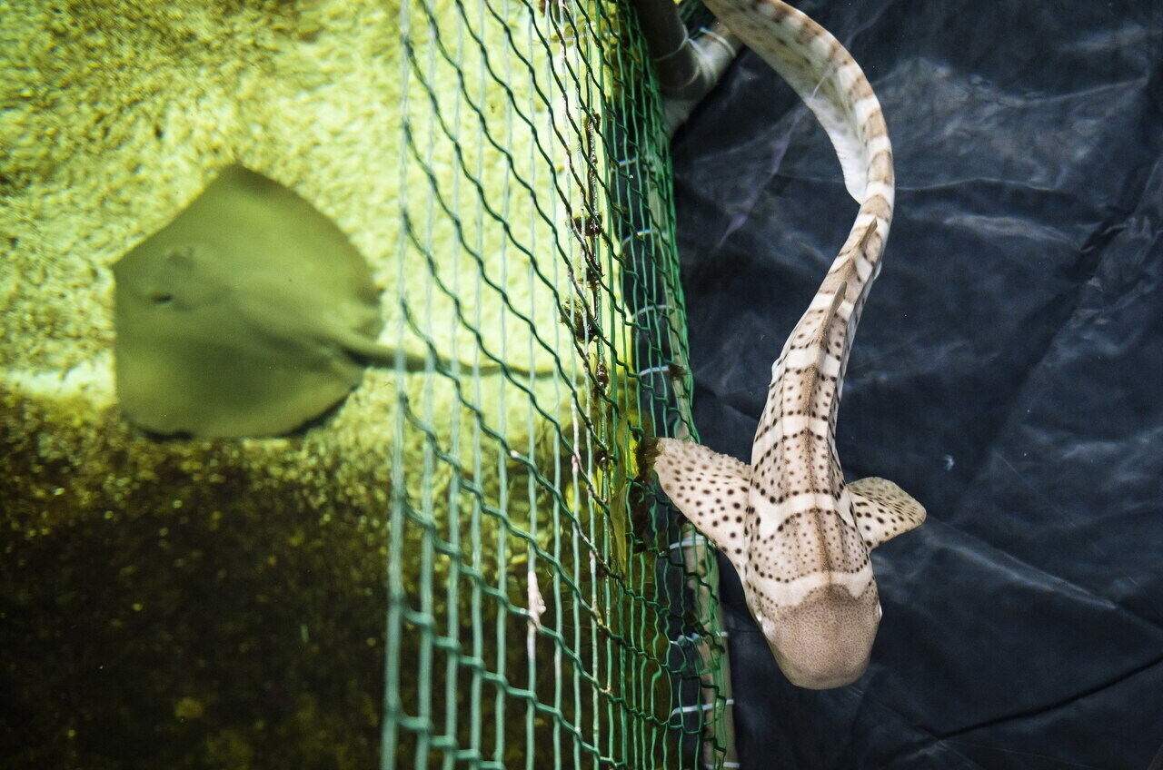 Zebra Sharks Have Arrived at the Nyíregyháza Zoo